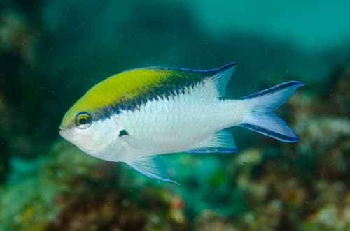 Barrier Reef Chromis