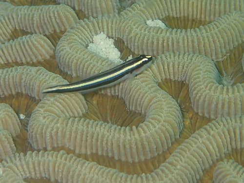 Barsnout Goby