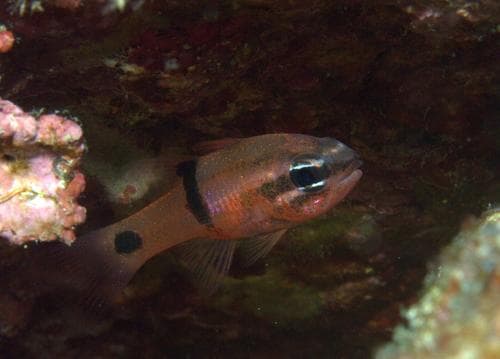 Barspot Cardinalfish