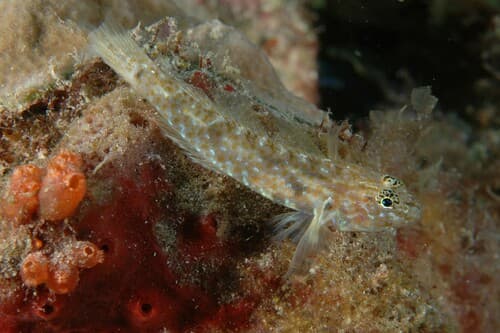 Bartail Goby