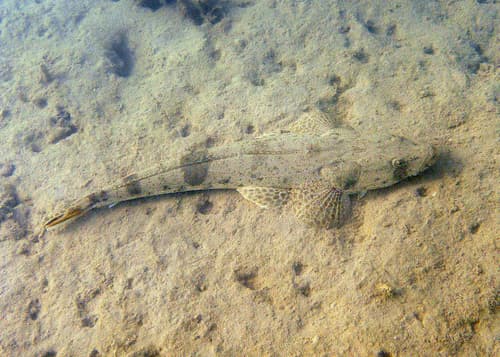 Bartailed Flathead