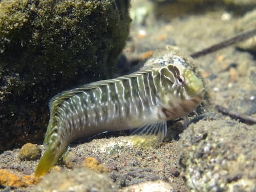Basilisk Blenny