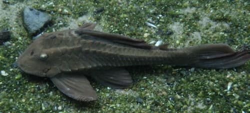 Basilisk Pleco