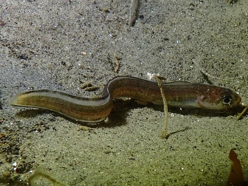 Basketweave Cusk-eel