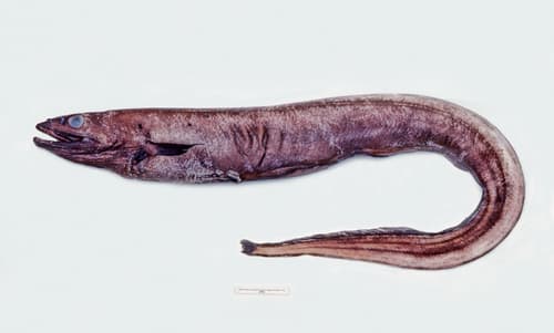 Basketwork eel