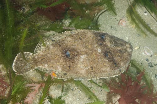 Bass Strait Flounder
