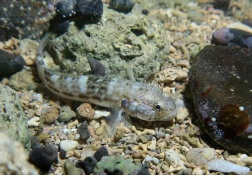 Burton's Goby
