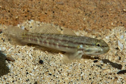 Bathygobius casamancus