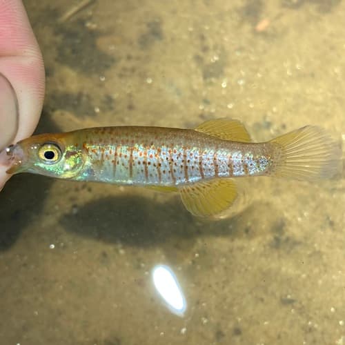 Bayou Topminnow