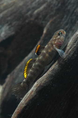 Beachrock Mangrovegoby