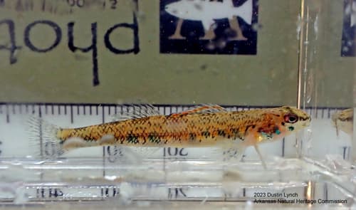 Beaded Darter