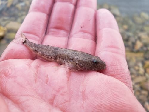 Bear Lake Sculpin