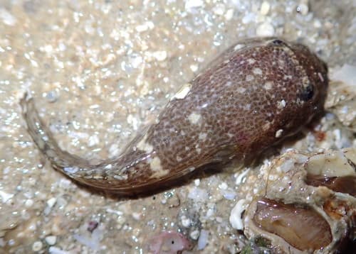 Bearded Clingfish