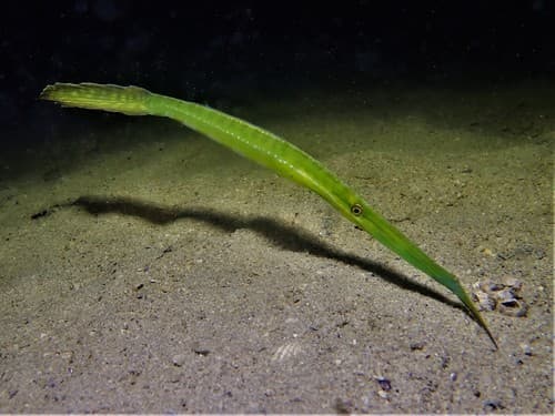 Bearded Leatherjacket