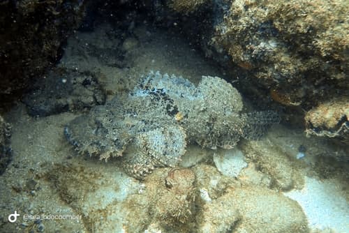 Bearded Scorpionfish