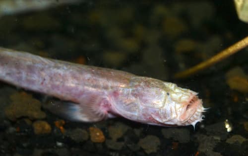 Bearded Wormgoby