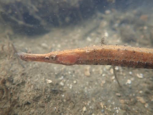 Bellybar Pipefish
