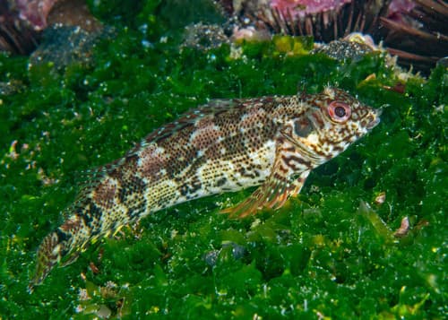 Belted Blenny