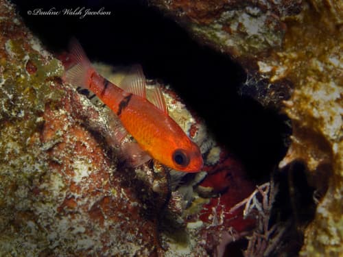 Belted Cardinalfish