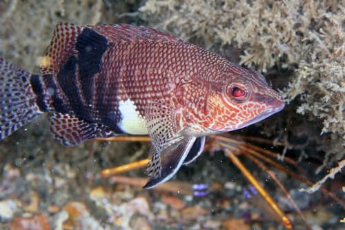 Belted Sandfish