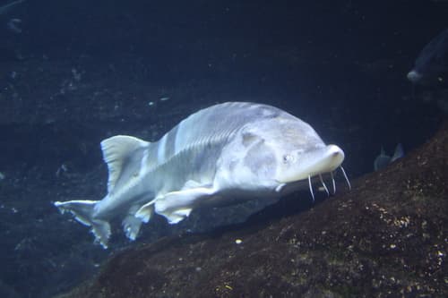 Beluga Sturgeon