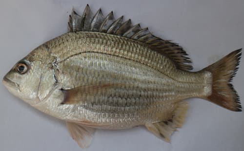 Bengal Yellowfin Seabream