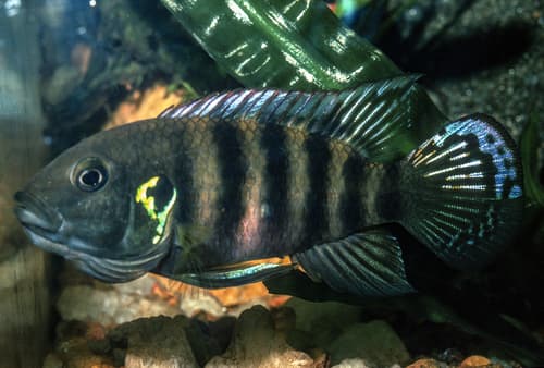 Bates' Cichlid