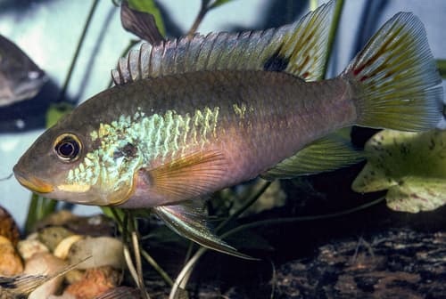 Benitochromis finleyi
