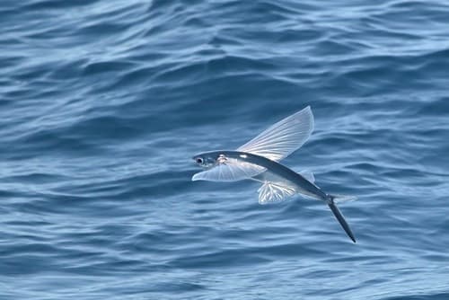 Bennett's Flyingfish