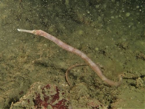 Bentstick Pipefish