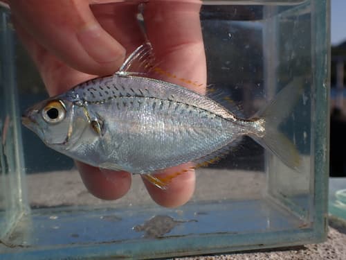 Berber Ponyfish