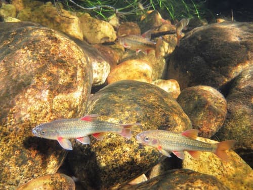 Berg River Redfin