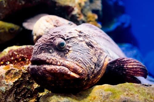 Bering Wolffish