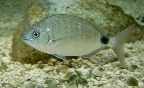 Bermuda Bream