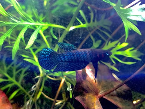 Hendra Betta