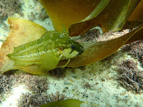 Betty's Bay Klipfish