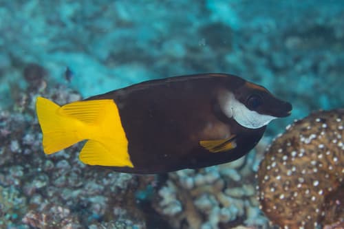 Bicolor Rabbitfish