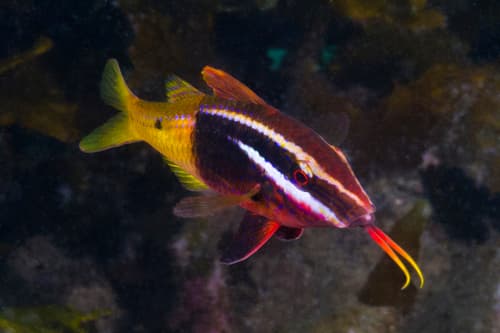 Bicolour Goatfish