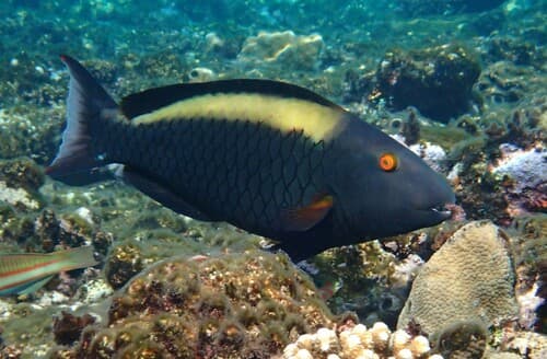 Bicolour Parrotfish