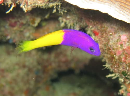 Bicoloured Dottyback