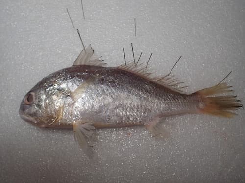 Big-head Pennah Croaker