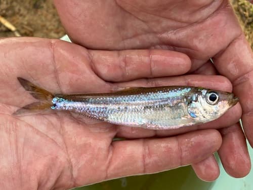 Big-toothed Pellonula