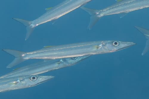 Bigeye Barracuda