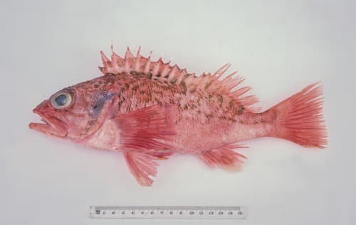 Bigeye Ocean Perch