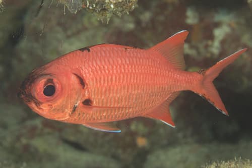 Bigeye Soldierfish