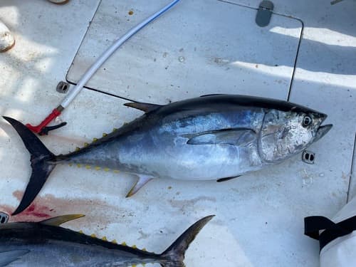 Bigeye Tuna