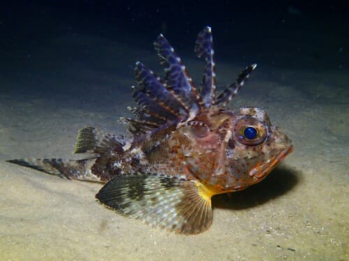Bighead Gurnard Perch