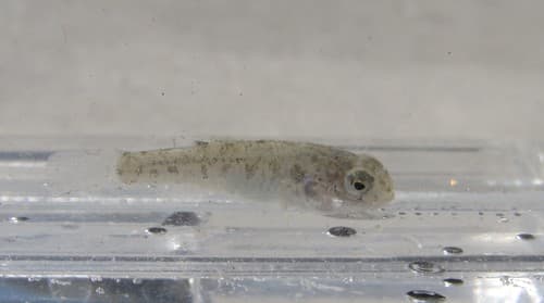 Bighead Pupfish