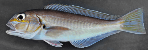 Bighead Tilefish