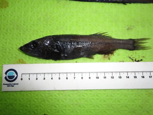 Bighead Tubeshoulder